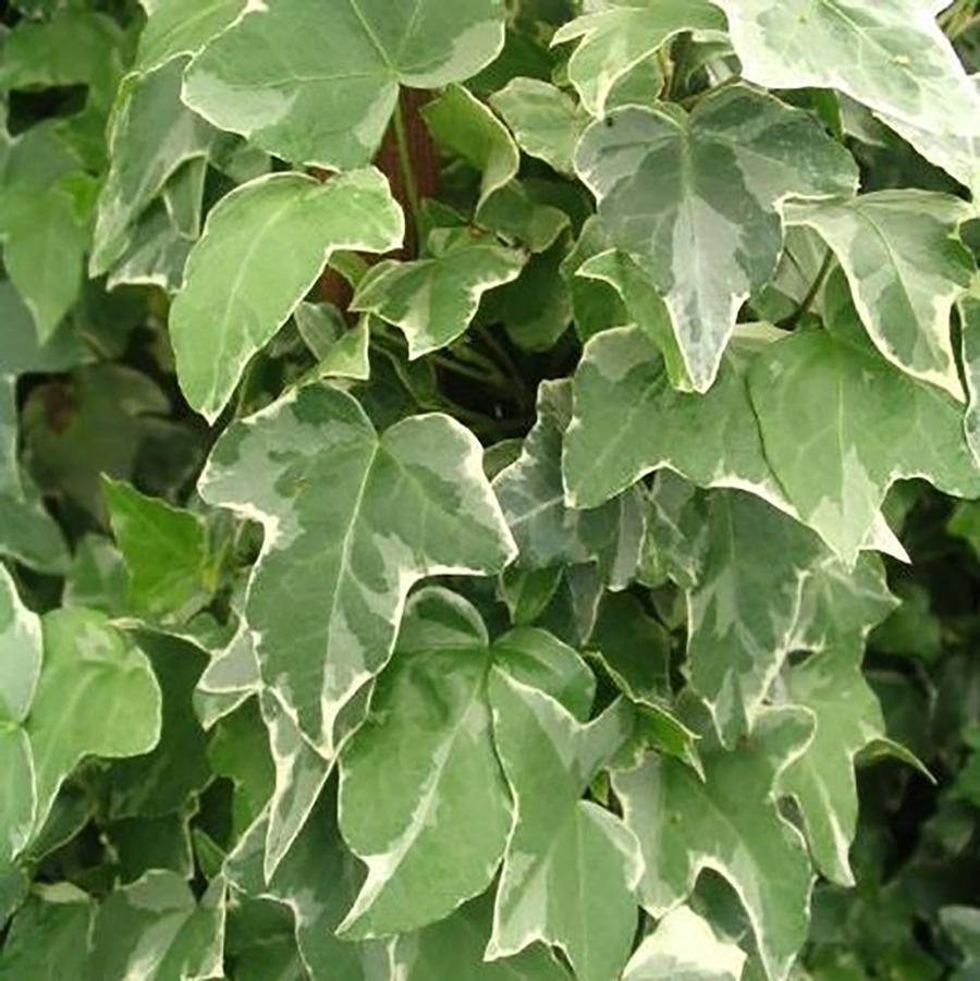 Hedera helix 'Glacier' - Glacier Ivy from Willowbrook Nurseries