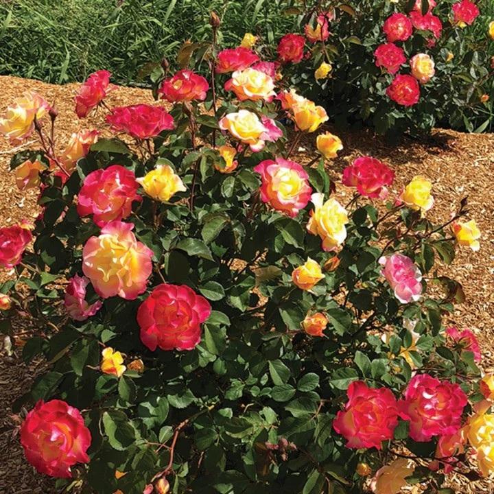 Rosa SunblazeĀ® 'Gumball Goody' - Gumball Goody Shrub Rose from Willowbrook Nurseries