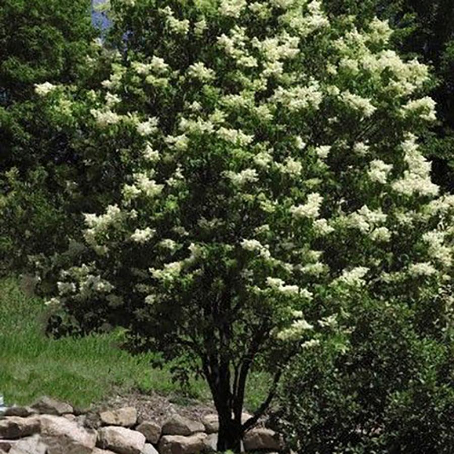 Syringa reticulata Ivory Silk-Clump