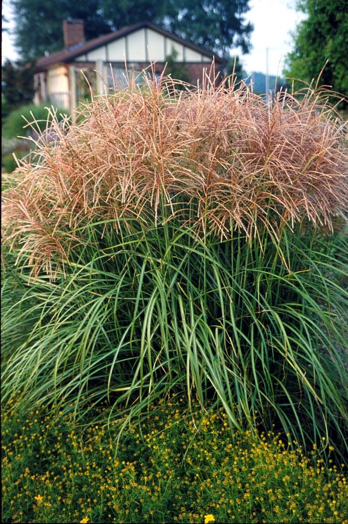 Miscanthus sinensis Huron Sunrise
