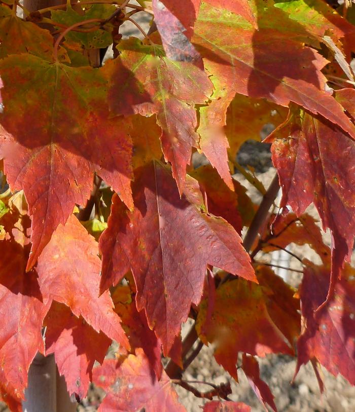 Acer rubrum Red Rocket