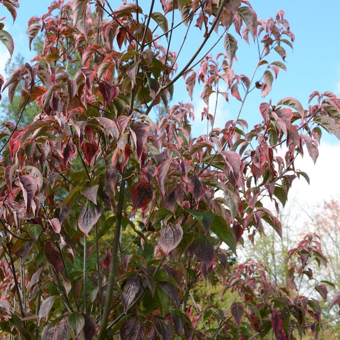 Cornus Celestial Shadow