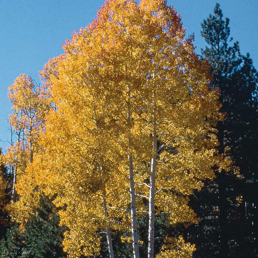 Populus tremuloides