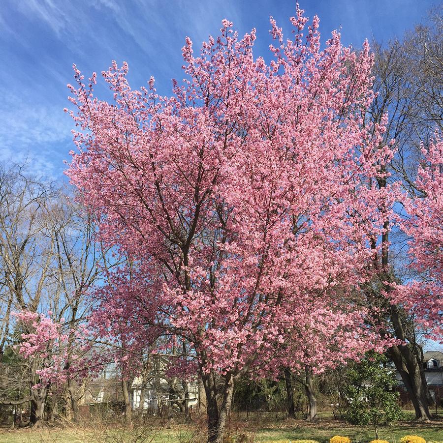 Prunus x incamp Okame