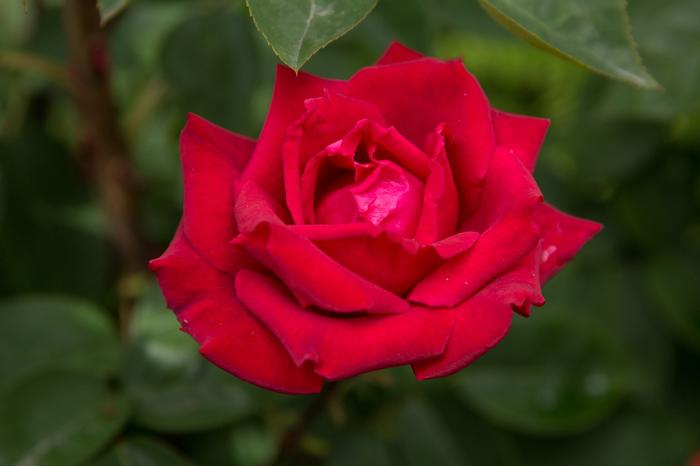 Rosa Easy Elegance® Kashmir