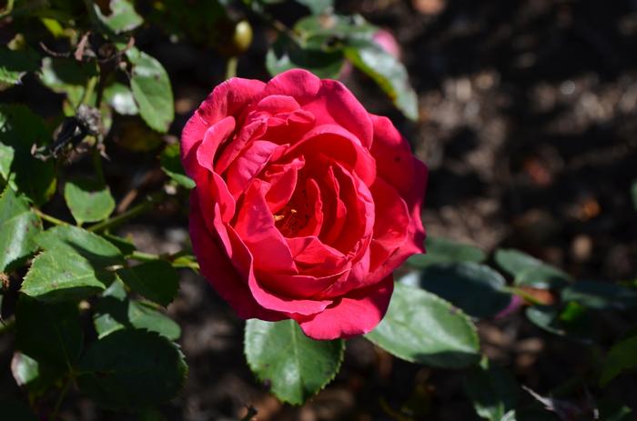 Rosa Easy Elegance® My Girl