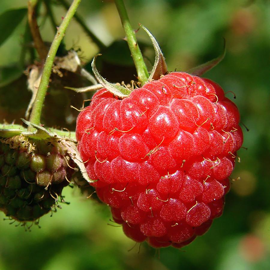 Rubus idaeus Encore