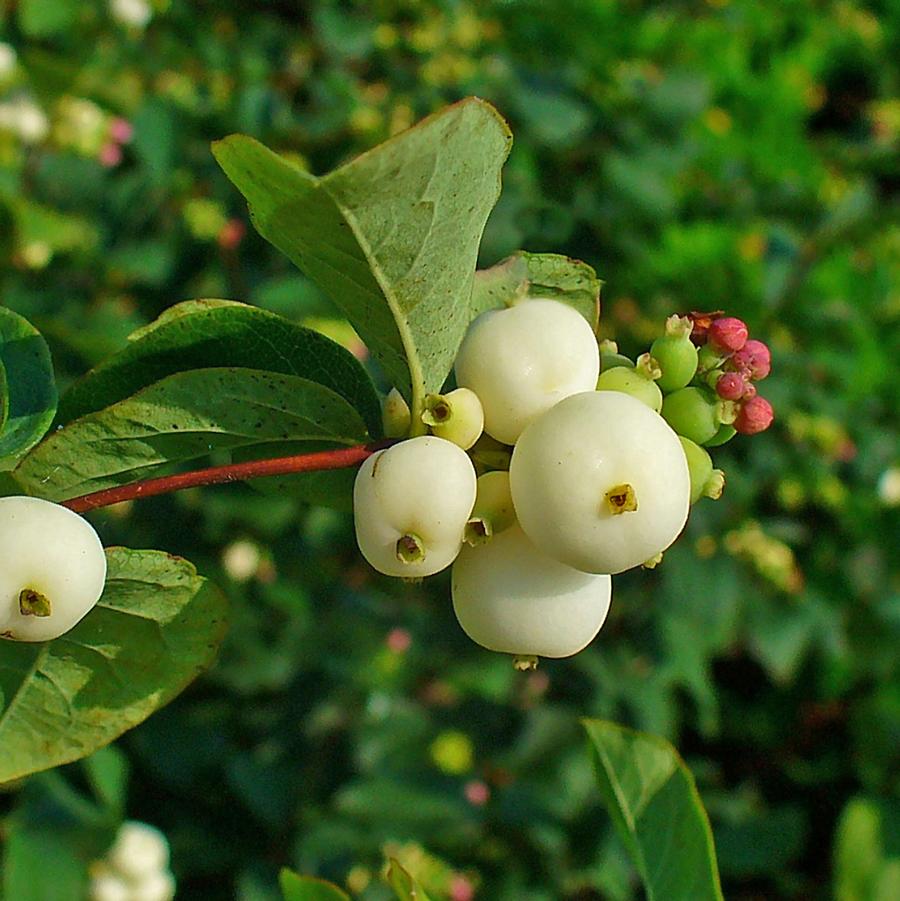 Symphoricarpos albus