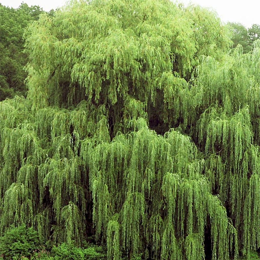Salix nigra