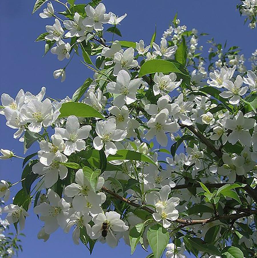 Malus x Jeflite Starlite®