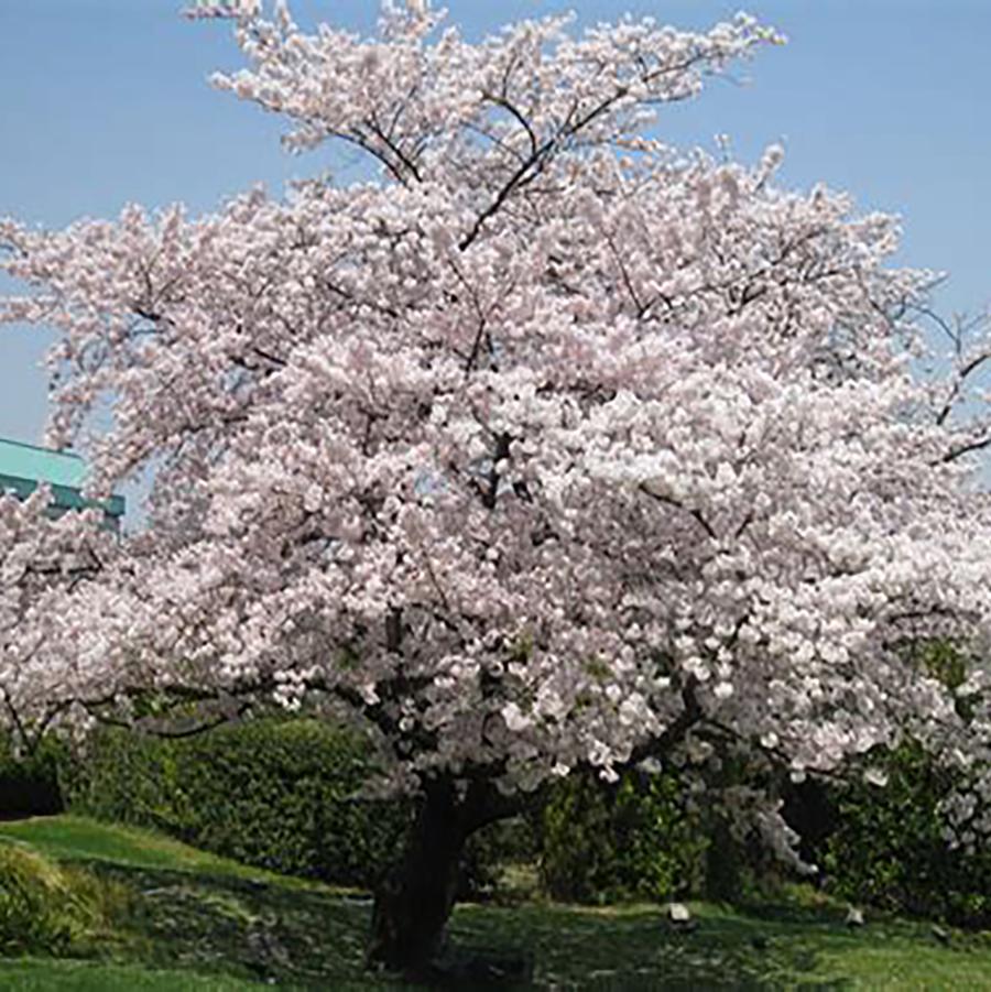 Prunus virginiana