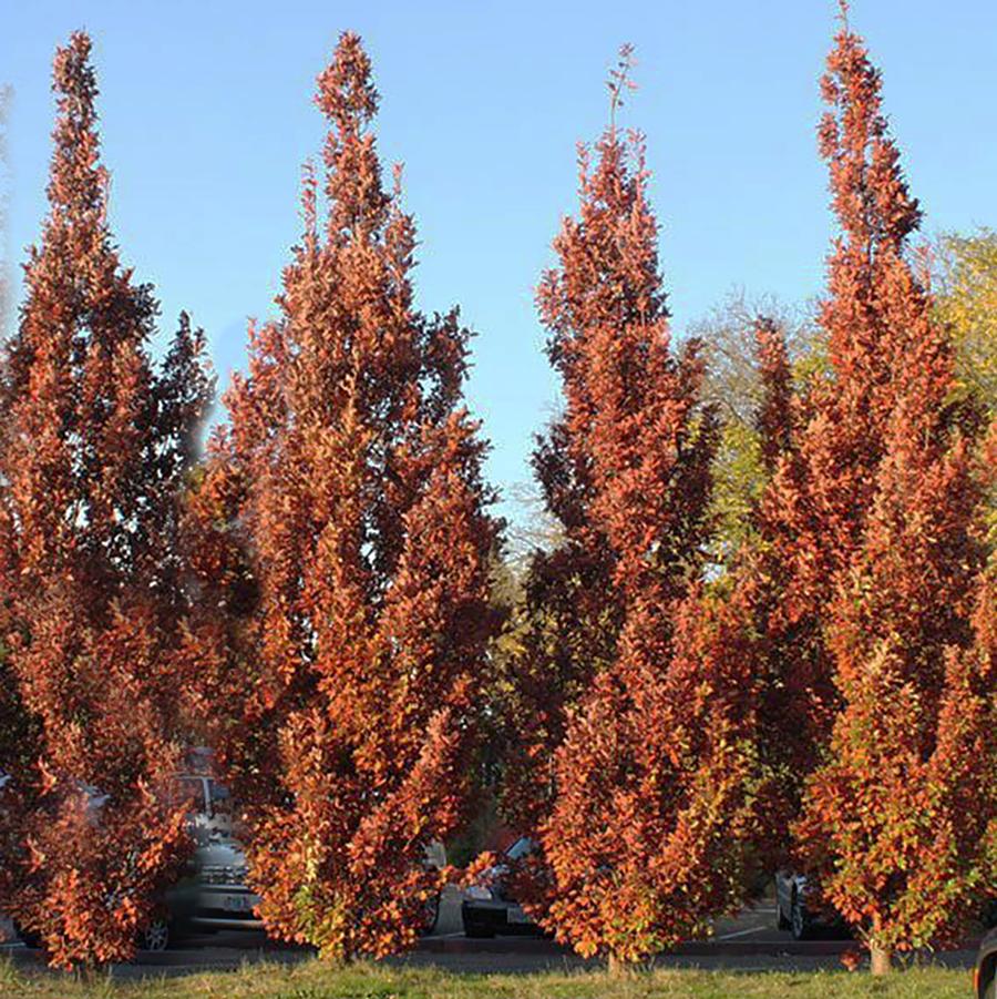 Quercus robur x 'Crimschmidt'