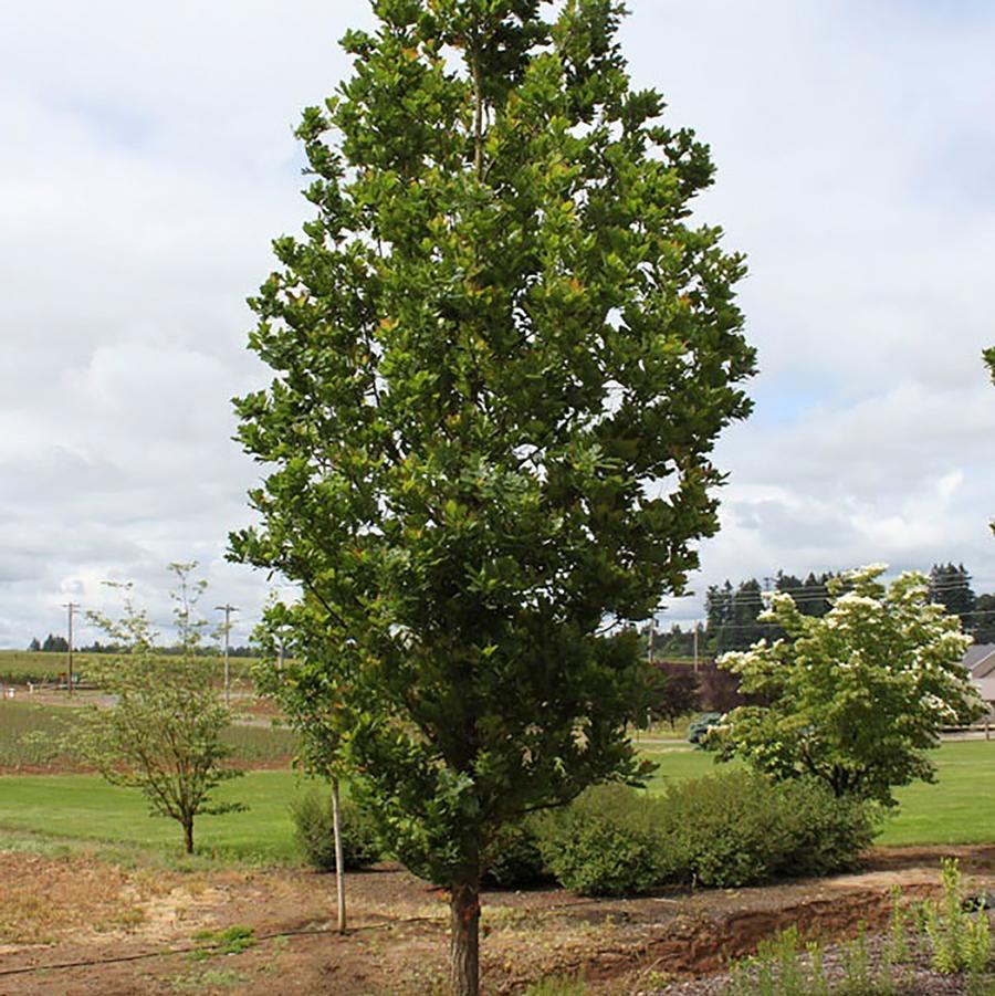 Quercus robur x alba JFS-KW1QX