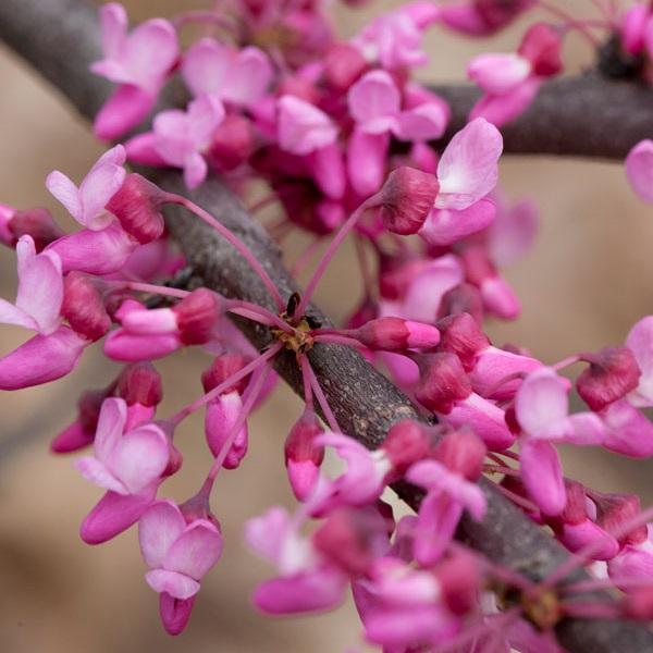 Cercis canadensis UMN7101