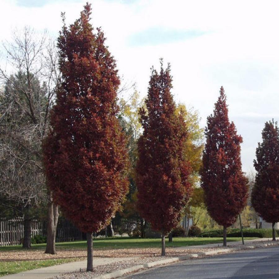 Quercus x Scarlet Letter™