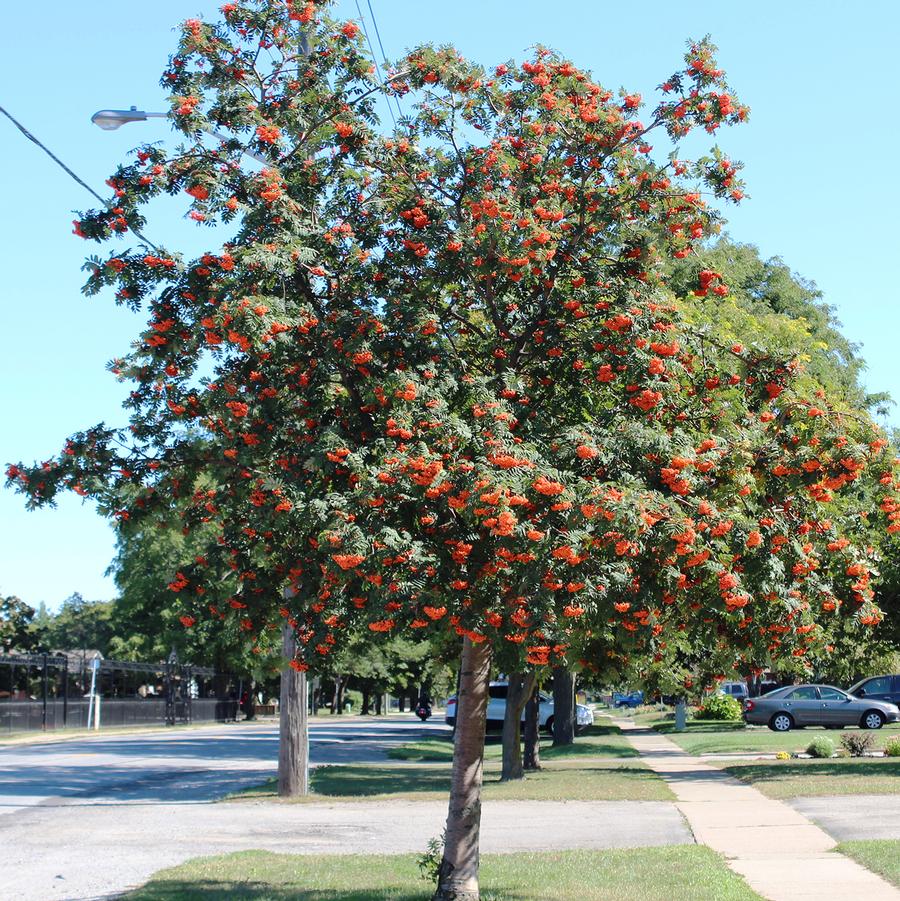 Sorbus aucuparia Cardinal Royal