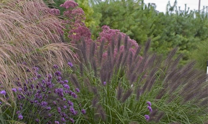 Pennisetum alopecuroides