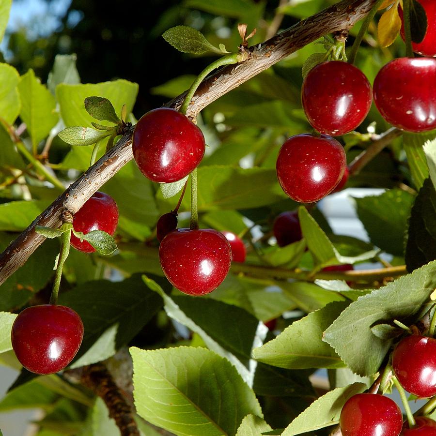 Prunus Cherry Combination