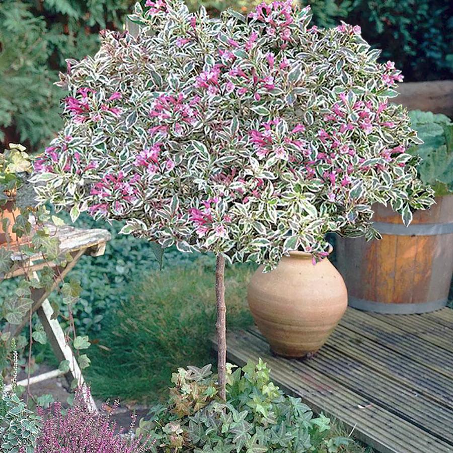 Weigela florida My Monet®-Standard