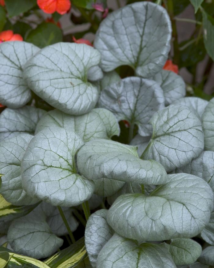 Brunnera macrophylla Looking Glass