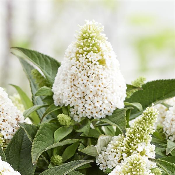 Buddleia davidii Little Rockstars White