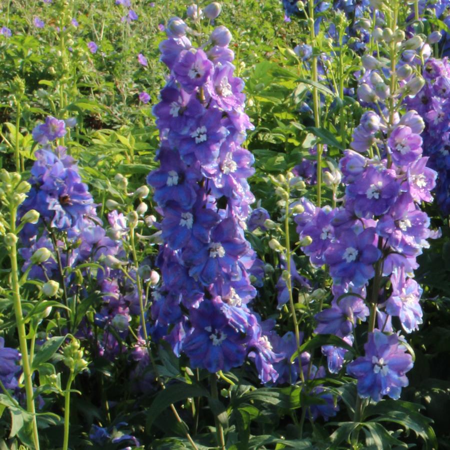 Delphinium elatum Guardian Blue