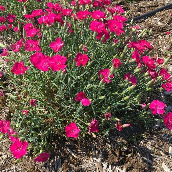 Dianthus caryophyllus Rock Ruby