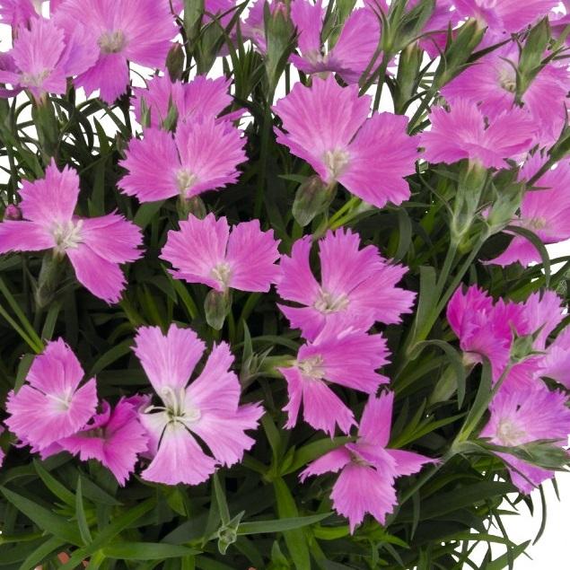 Dianthus caryophyllus Rock Violet