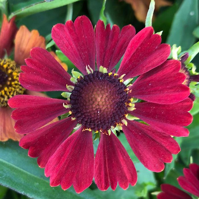 Helenium autumnale HayDay™ Red