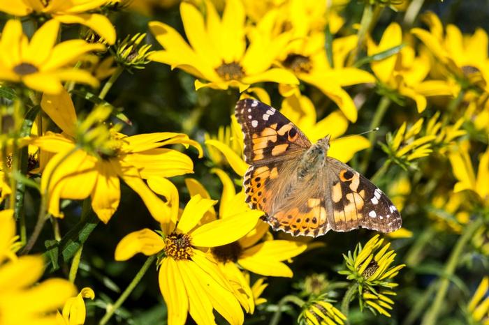 Helianthus salicifolius Autumn Gold