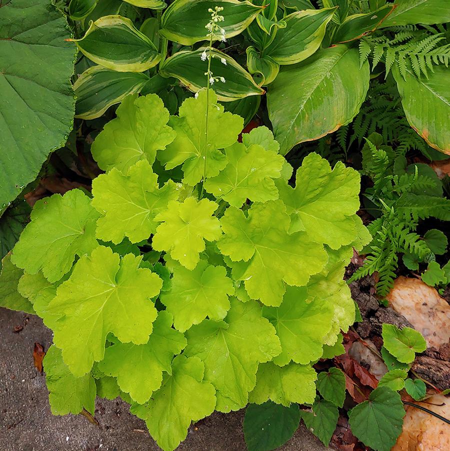 Heuchera Baby Bells™ Chartreuse Charmer