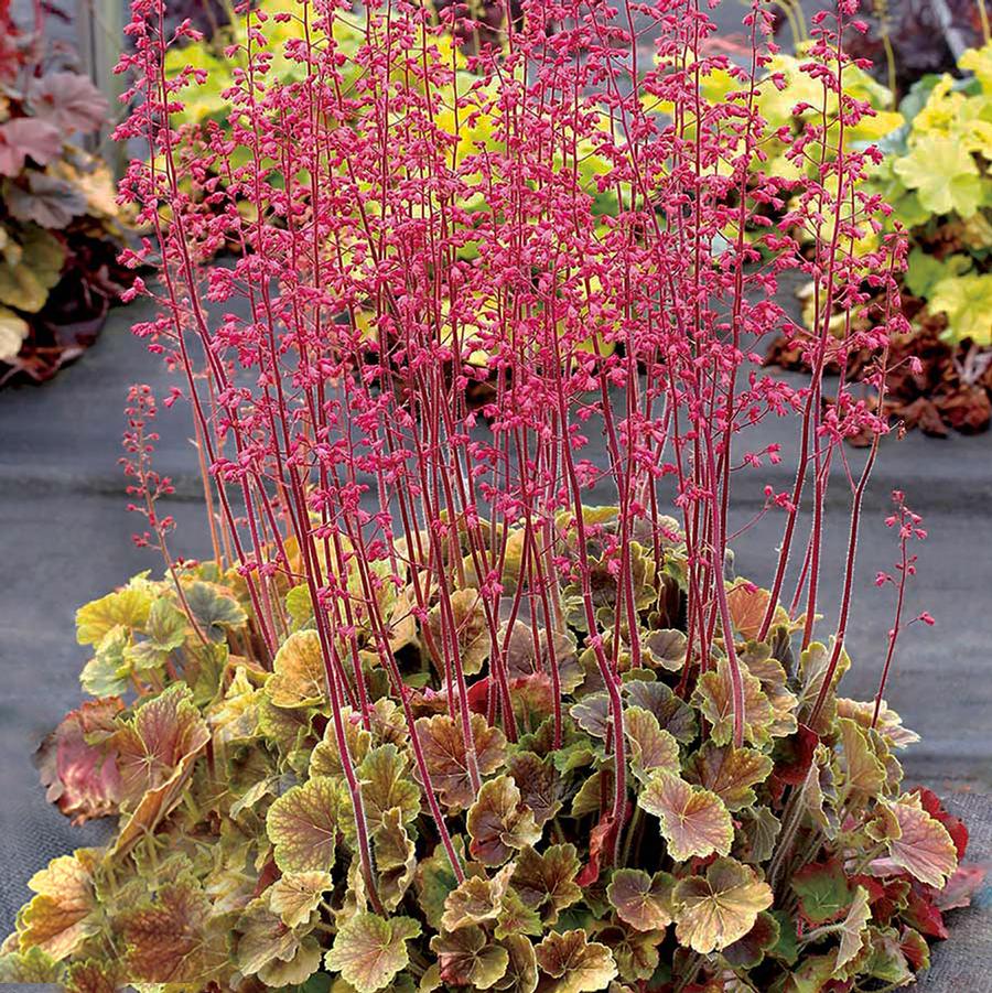 Heuchera Northern Exposure™ Sienna