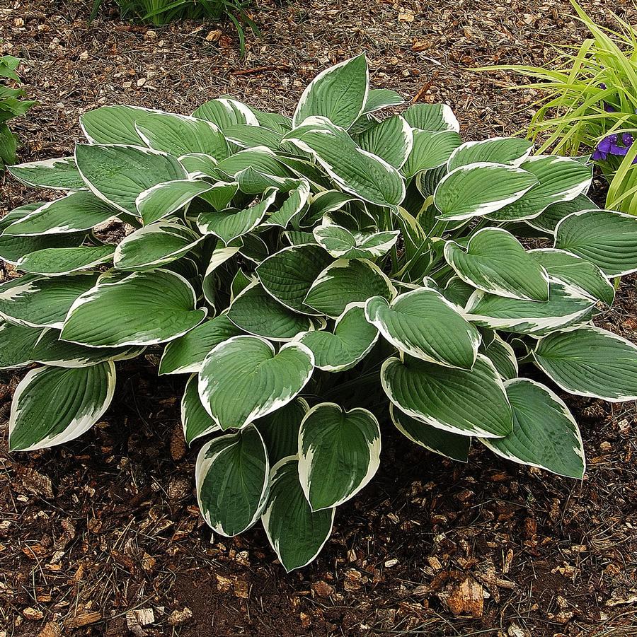 Hosta Fragrant Dream