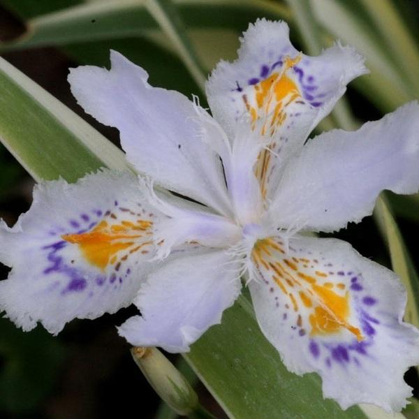 Iris japonica Aphrodite
