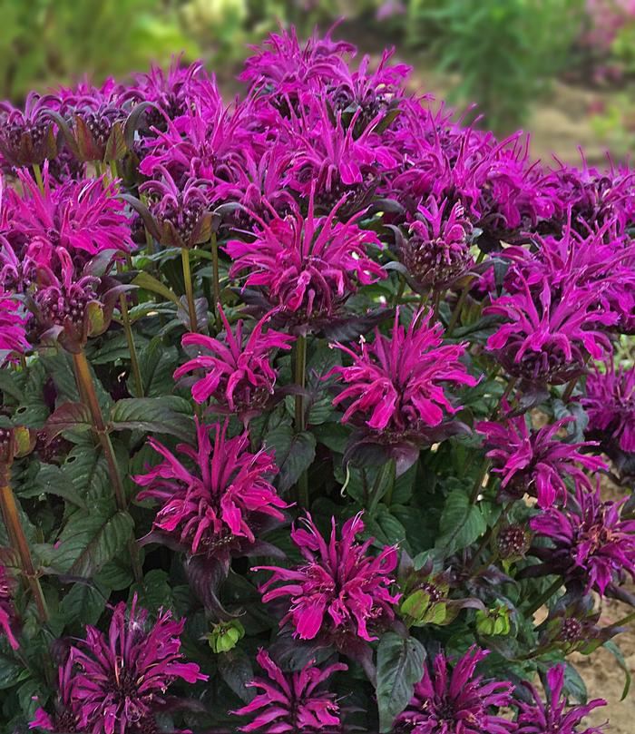 Monarda didyma Sugar Buzz® Rockin' Raspberry