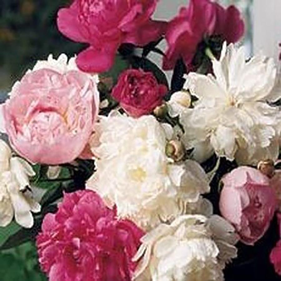 Paeonia lactiflora Assorted