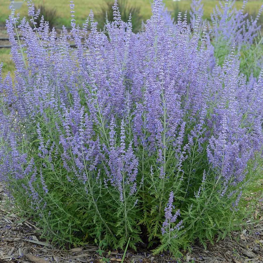 Perovskia atriplicifolia Jelena