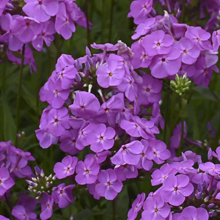 Phlox Magenta Pearl
