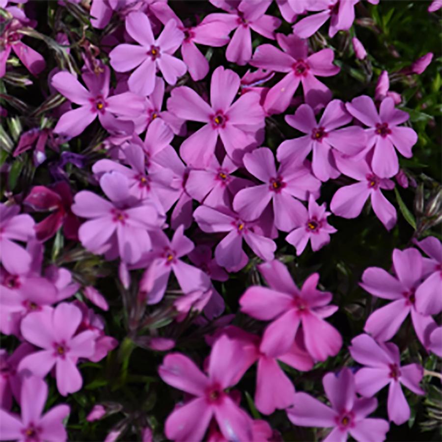 Phlox subulata Spring Dark Pink