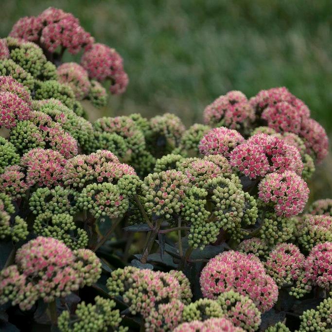 Sedum Rock 'N Grow® Coraljade