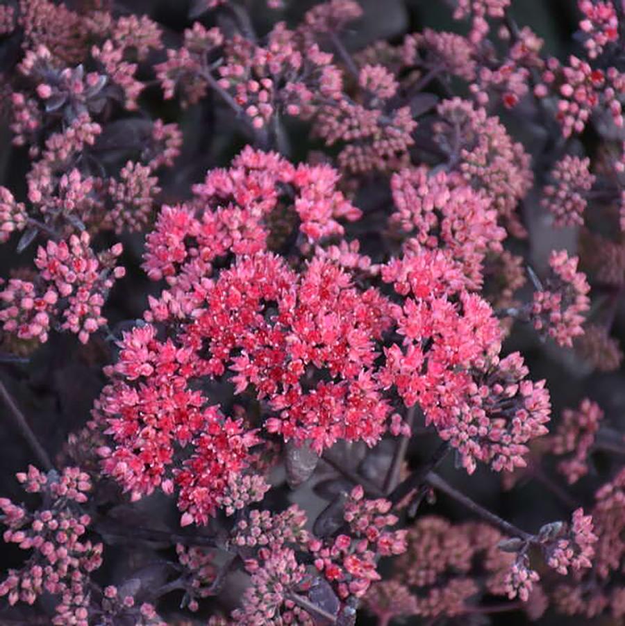 Sedum Rock 'N Grow® Midnight Velvet