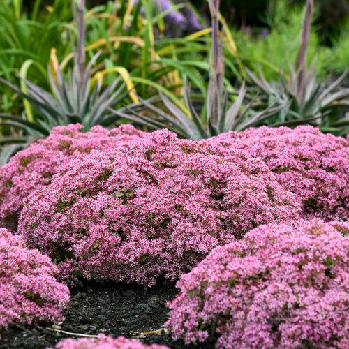 Sedum Rock 'N Round® Pride and Joy