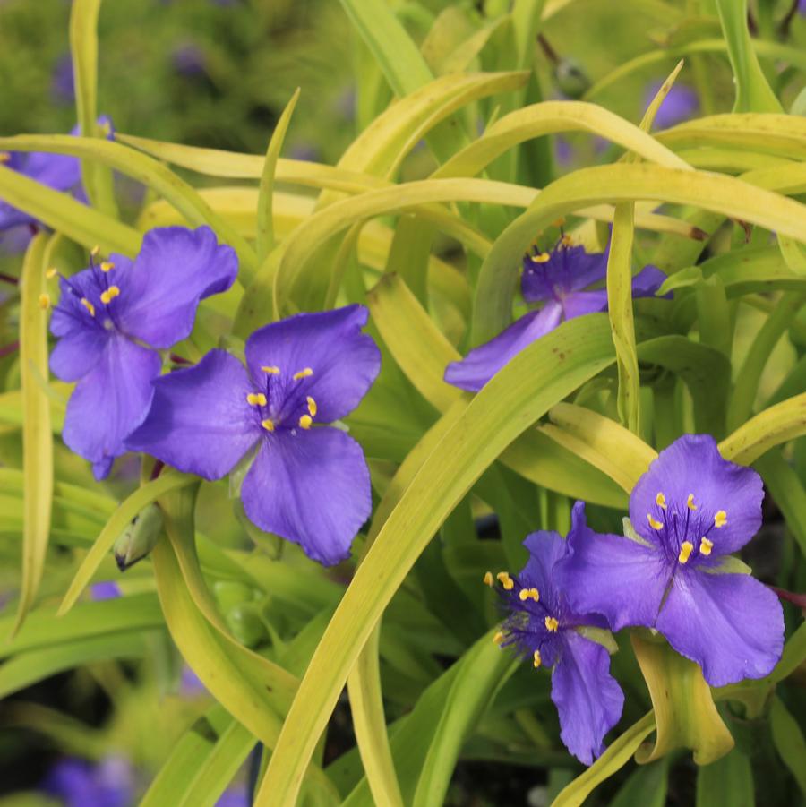 Tradescantia andersoniana Sweet Kate