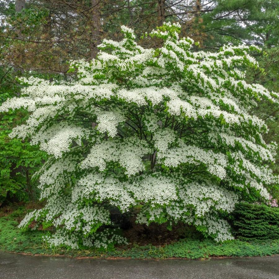 Cornus alternafolia