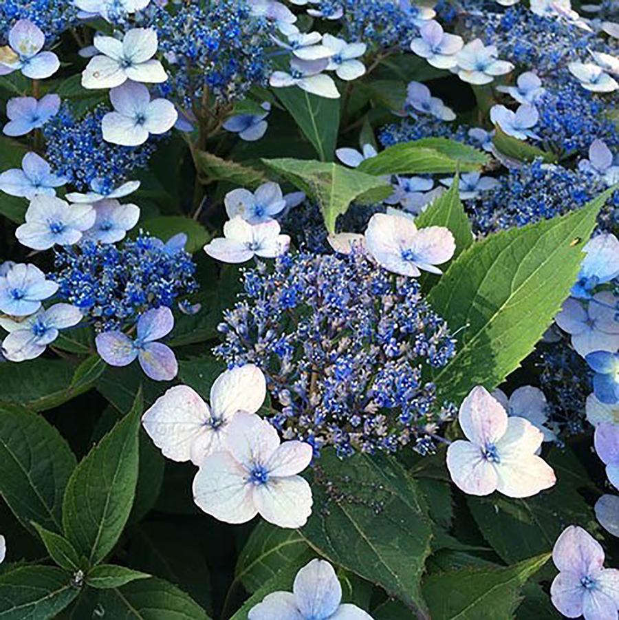 Hydrangea serrata Magic Pillow