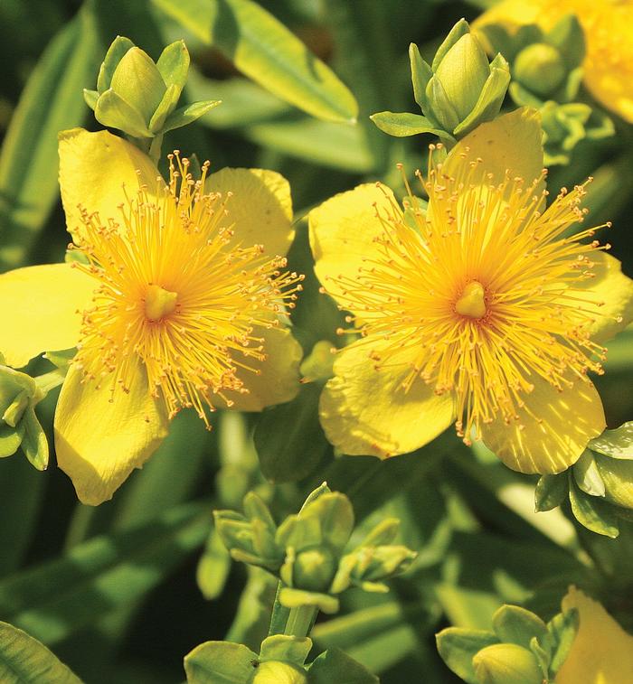 Hypericum kalmianum