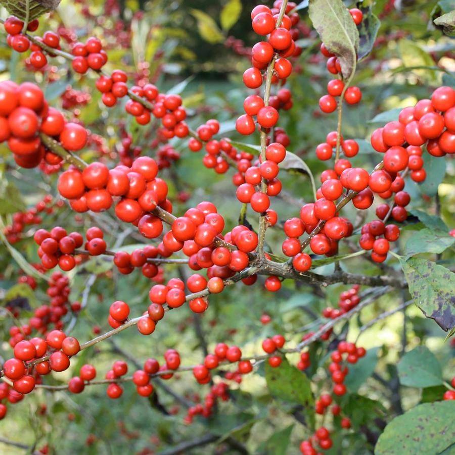 Ilex verticillata