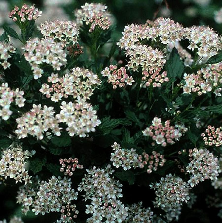 Physocarpus opulifolius Nanus