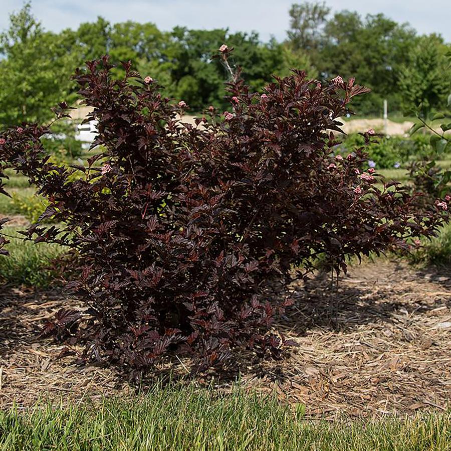 Physocarpus opulifolius Fireside®