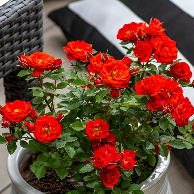 Rosa Sunblaze® Autumn